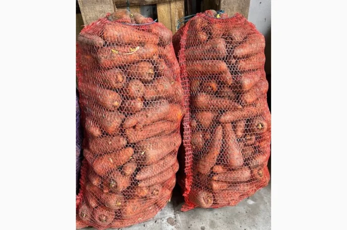 Продажа моркови сорта Каратель- фото № 1