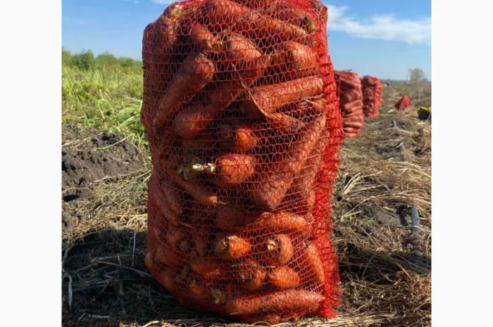 Куплю морковь недорого- фото № 1