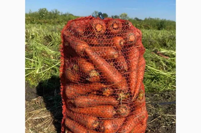 Куплю морковь недорого- фото № 2