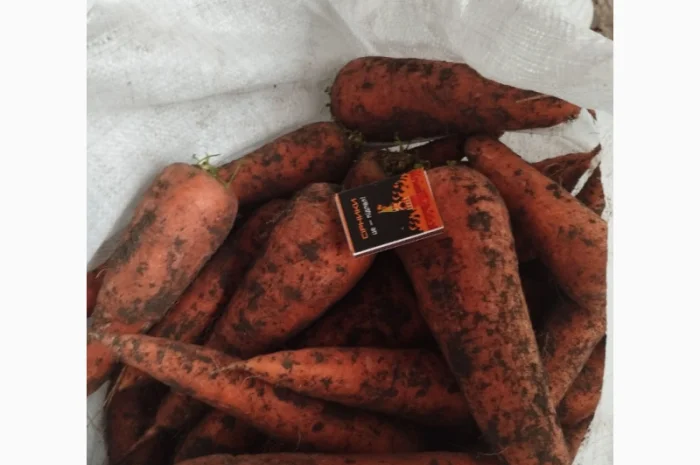 Продаю морковку оптом- фото № 1