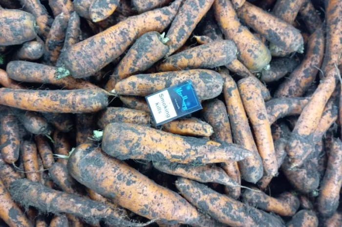 Продаж моркви від виробника- фото № 1