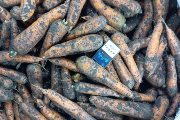 Продаж моркви від виробника- фото № 2