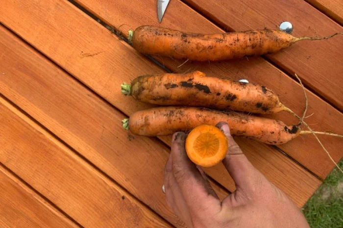 Продается морковь 1 сорт немита- фото № 1