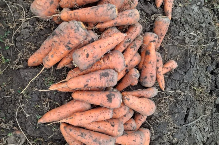 Морква сорт Каскад, капуста та цибуля на продаж- фото № 1