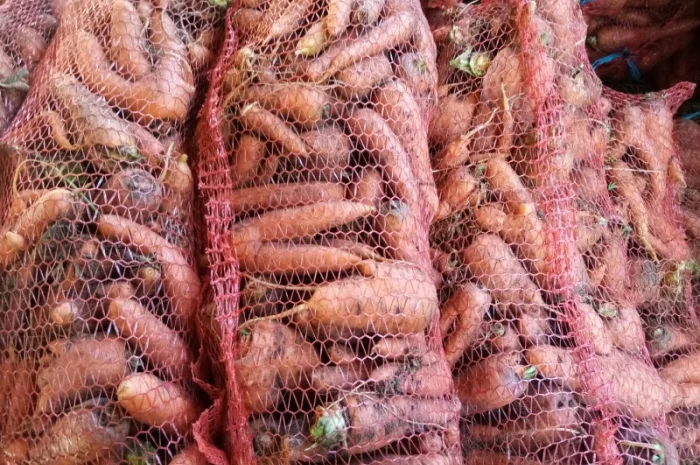 Продаж моркви іншого сорту для переробки- фото № 2