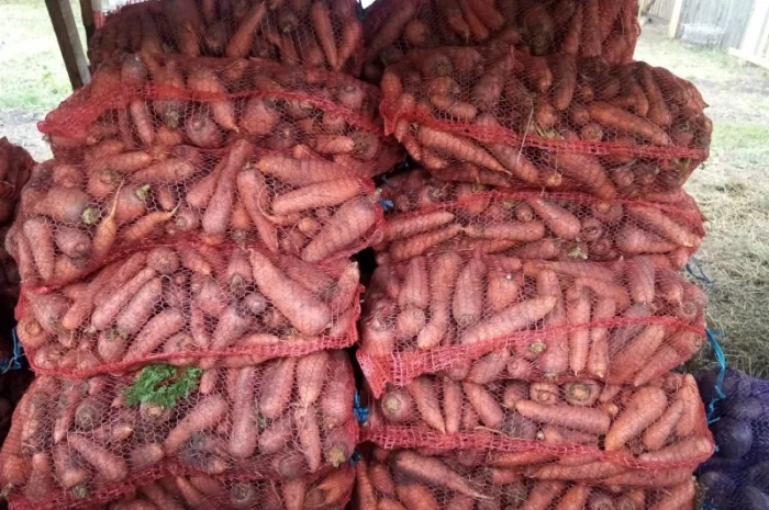 Продаю морковь сорта Болтекс- фото № 1