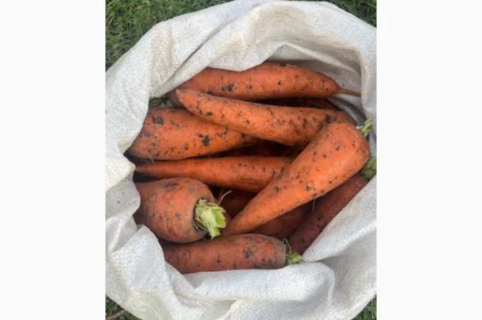 Куплю морковь 2 тонны- фото № 2