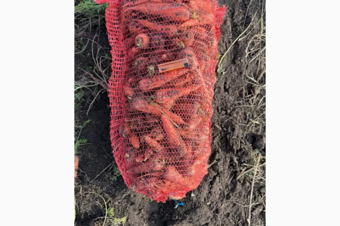 Куплю морковь 2 тонны- фото № 3