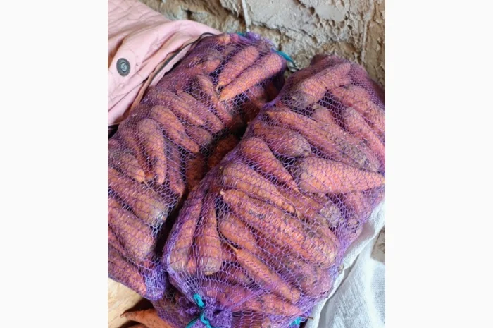 Продаж моркви гібрид Болівар- фото № 1