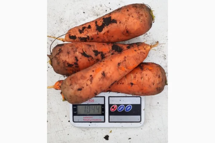 Продаж моркви гібрид Болівар- фото № 2