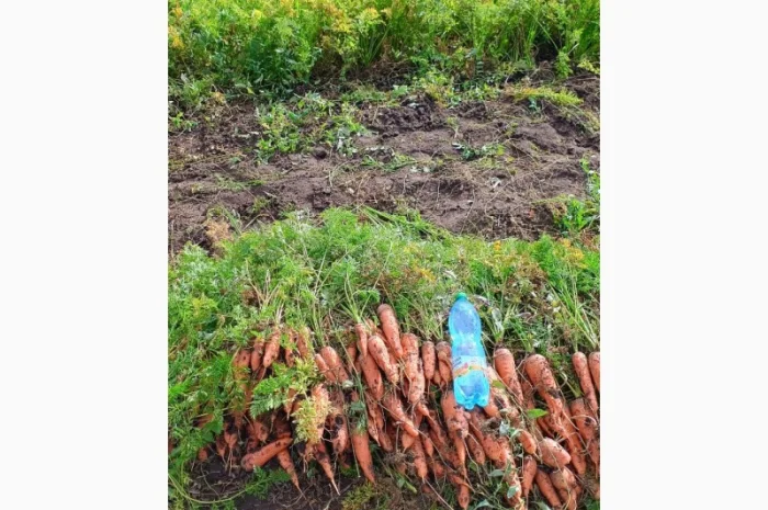 Продаж моркви гібрид Болівар- фото № 3