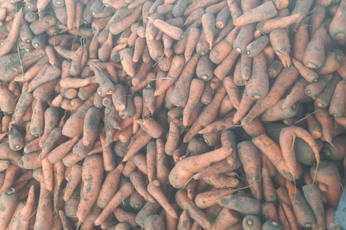 Куплю моркву 1 сорт і 2 сорт- фото № 1