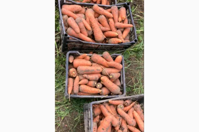 Продаю моркву, свіжа та соковита- фото № 1