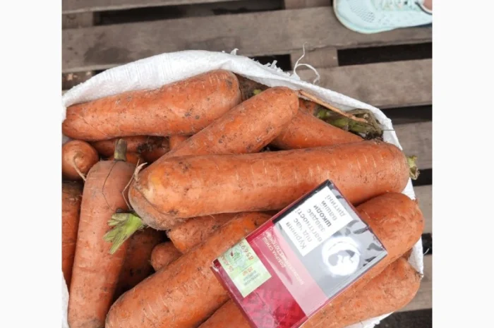 Продаю морковь сорта Шантане- фото № 1