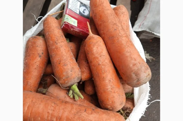 Продаю морковь сорта Шантане- фото № 3