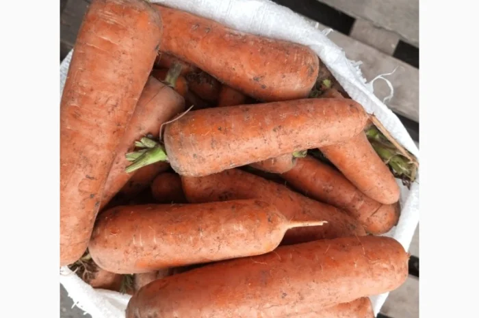 Продаю морковь сорта Шантане- фото № 5