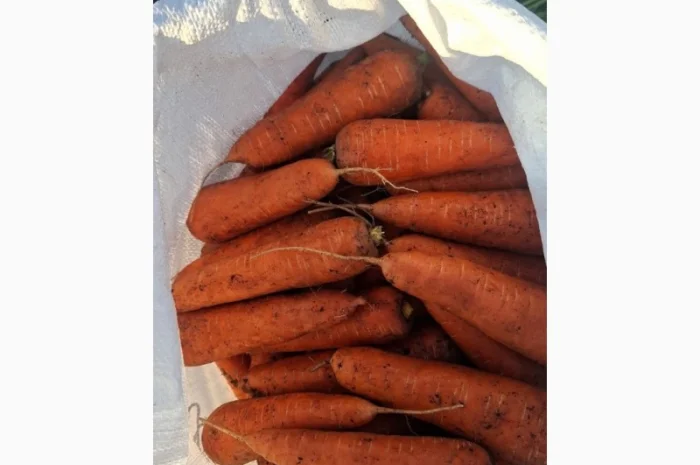 Морква оптом з поля- фото № 1