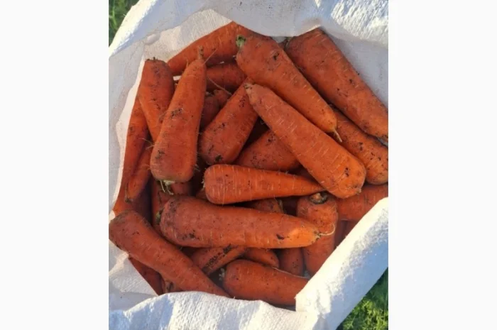 Морква оптом з поля- фото № 2