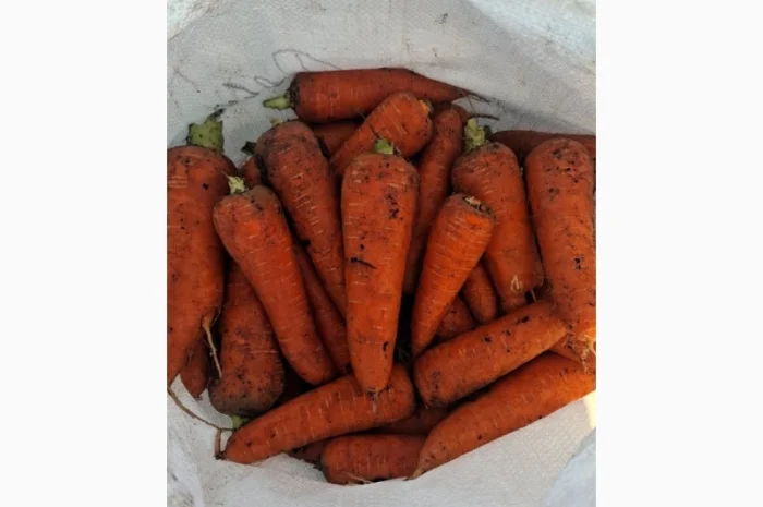 Морква оптом з поля- фото № 3