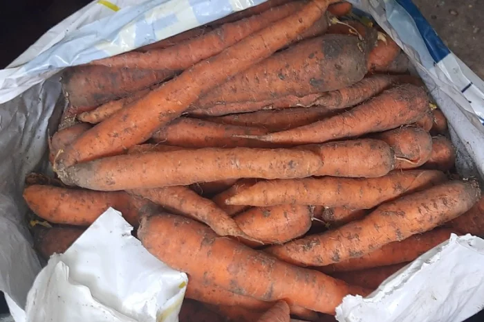 Куплю морковь в Могилеве-Подольском- фото № 1