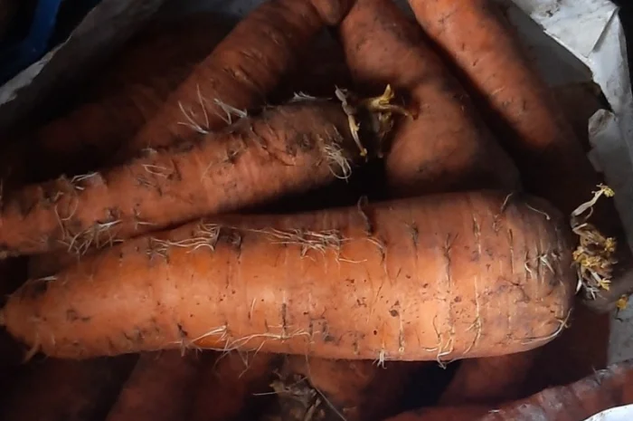 Куплю морковь в Могилеве-Подольском- фото № 2