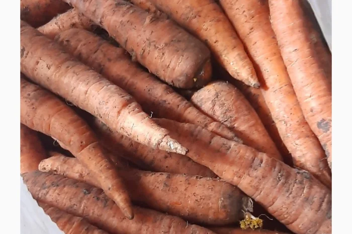 Куплю морковь в Могилеве-Подольском- фото № 3