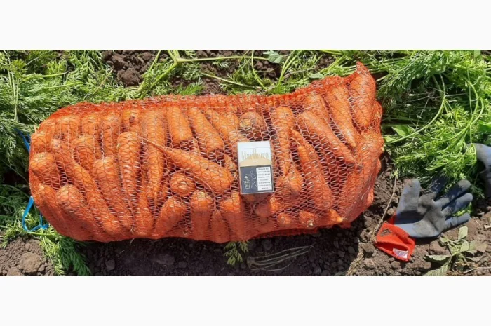 Молода морква оптом- фото № 1