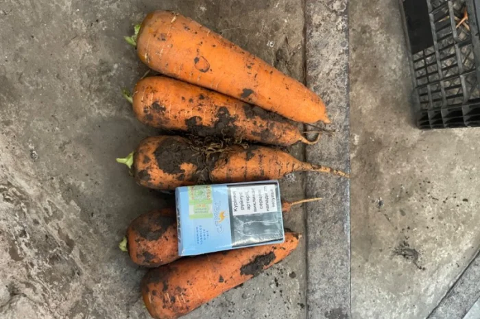 Молода морква оптом- фото № 2