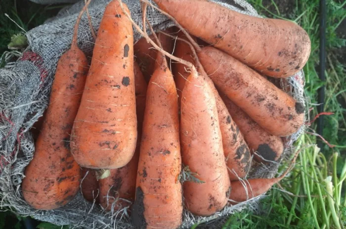 Домашня морква від 500 кг до 6000 тонн- фото № 1