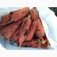 Молода морква нового врожаю без нітратів- фото № 1