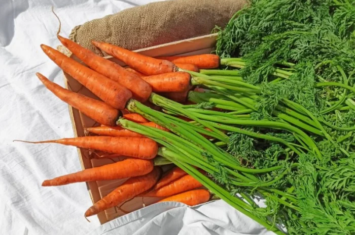 Молода морква з Туреччини гуртом від 10 тонн- фото № 1