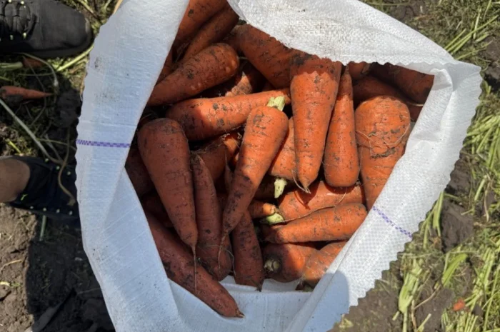 Морковь сорт Кардоба в наличии- фото № 1