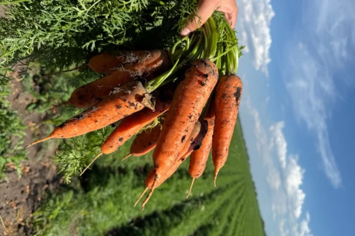 Качественная морковь в большом объеме- фото № 1