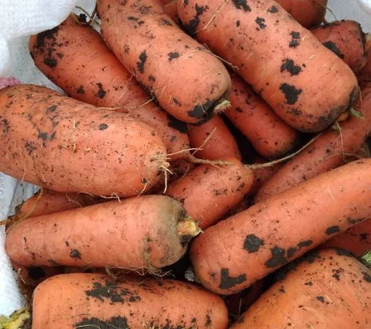 Закупка моркови 2 сорта на переработку- фото № 1
