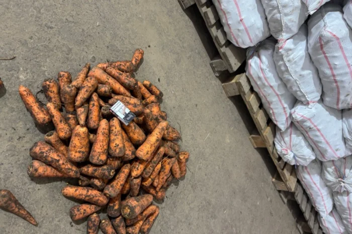 Якісна морква на продаж- фото № 1