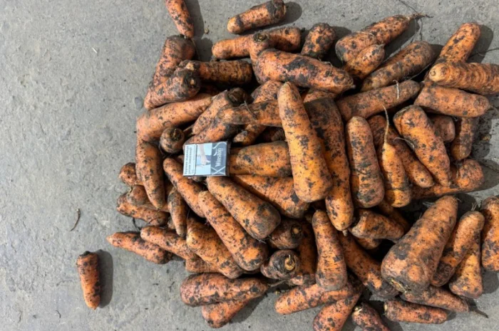 Якісна морква на продаж- фото № 2