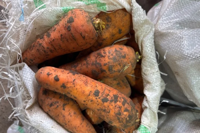 Якісна морква на продаж- фото № 3