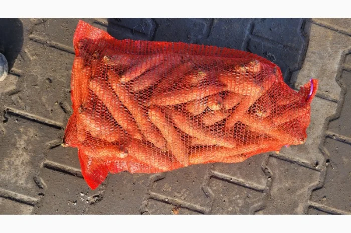 Покупка моркви оптом- фото № 1