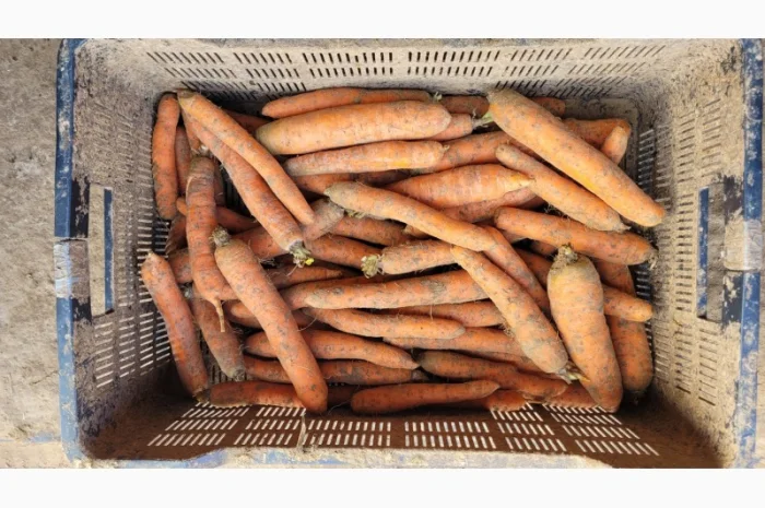 Покупка моркви оптом- фото № 2