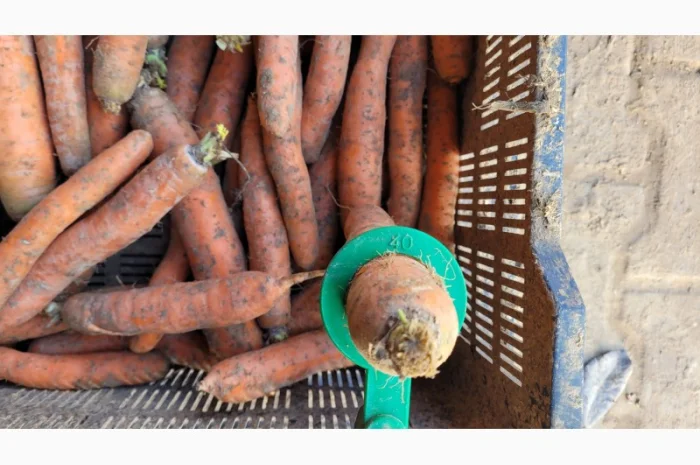 Покупка моркви оптом- фото № 3