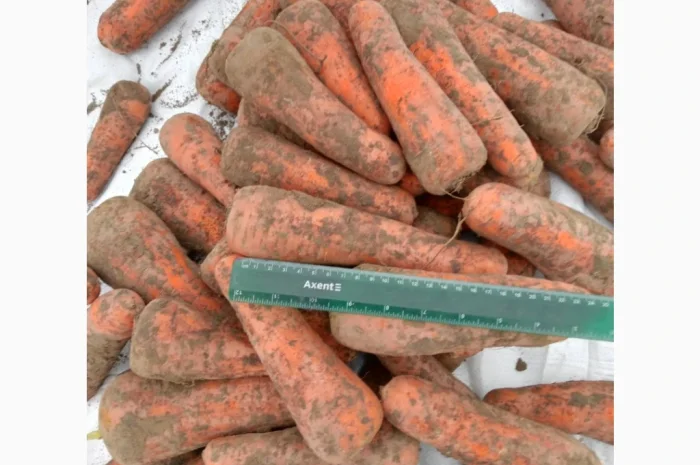Морковь идеального качества на продажу- фото № 2