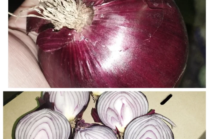 Продам червону цибулю Royo Duro- фото № 2