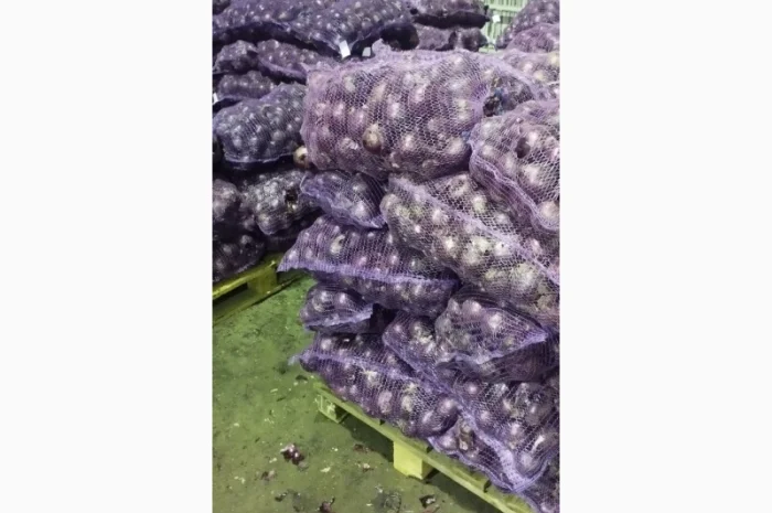 Продам червону цибулю Royo Duro- фото № 3