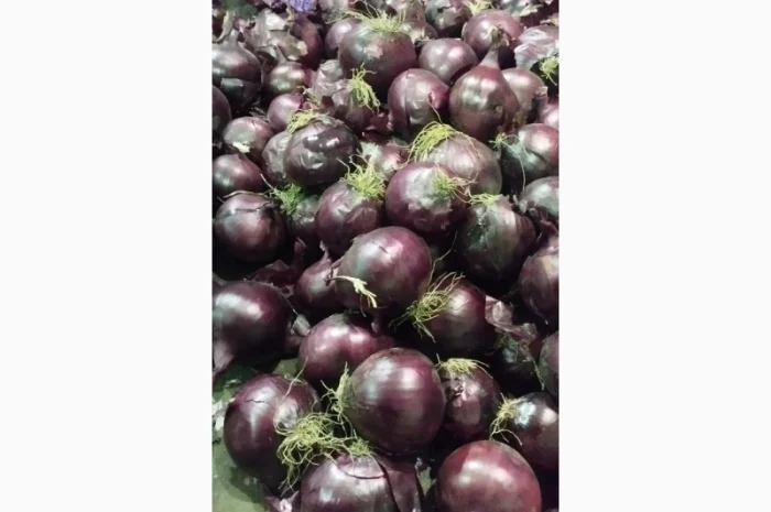 Продам червону цибулю Royo Duro- фото № 4