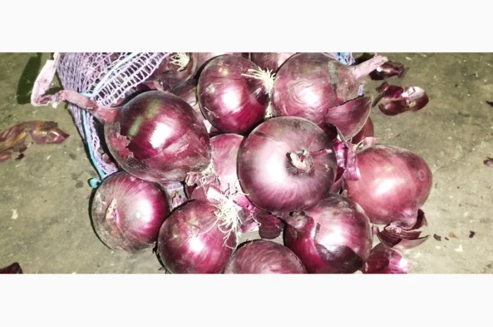 Продам червону цибулю Royo Duro- фото № 5