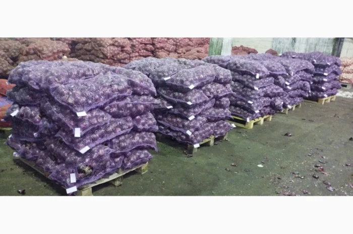 Продам червону цибулю Royo Duro- фото № 1