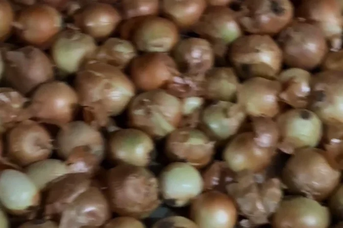 Продаж цибулі на перо, сорт Рина 5+- фото № 1