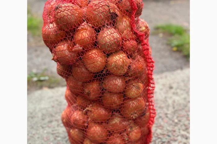 Продається цибуля сорту Дерек- фото № 3