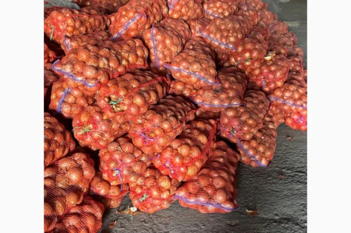 Продається цибуля сорту Дерек- фото № 5