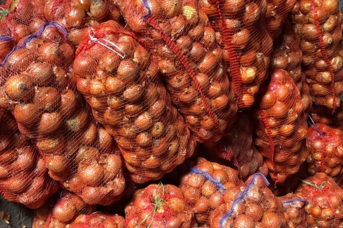 Продається цибуля сорту Дерек- фото № 6